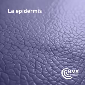 La Epidermis