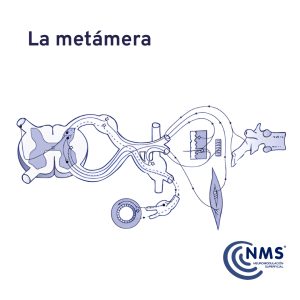 La Metámera